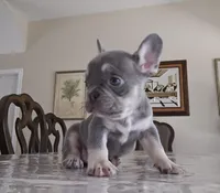 Gono, a male French Bulldog for sale in San Antonio, TX – Photo 1 of 4