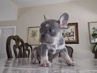 Gono, a male French Bulldog for sale in San Antonio, TX – Photo 4 of 4