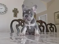 Gono, a male French Bulldog for sale in San Antonio, TX – Photo 2 of 4