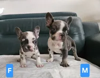 Giorgio, a male French Bulldog for sale in San Antonio, TX – 7 of 9