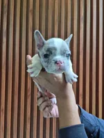 Fido, a male French Bulldog for sale in San Antonio, TX – 2 of 4
