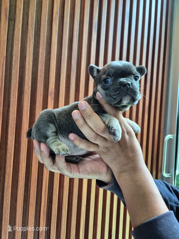 Bibi – French Bulldog puppy for sale in San Antonio, TX