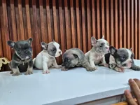 Fido, a male French Bulldog for sale in San Antonio, TX – 4 of 4