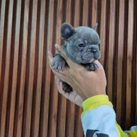 Louie, a male French Bulldog for sale in San Antonio, TX – Photo 1 of 6