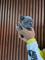 Louie, a male French Bulldog for sale in San Antonio, TX – Photo 1 of 6