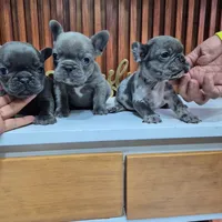 Louie, a male French Bulldog for sale in San Antonio, TX – Photo 6 of 6