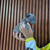 Louie, a male French Bulldog for sale in San Antonio, TX – Photo 3 of 6