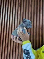 Louie, a male French Bulldog for sale in San Antonio, TX – Photo 3 of 6