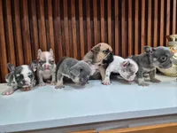Blue, a male French Bulldog for sale in San Antonio, TX – 4 of 4