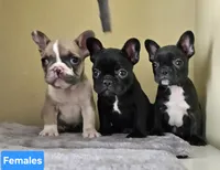 Lili, a female French Bulldog for sale in San Antonio, TX – Photo 4 of 7