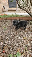 Lili, a female French Bulldog for sale in San Antonio, TX – Photo 1 of 7