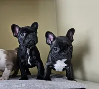 Lili, a female French Bulldog for sale in San Antonio, TX – Photo 6 of 7