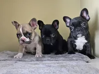 Lili, a female French Bulldog for sale in San Antonio, TX – Photo 2 of 7