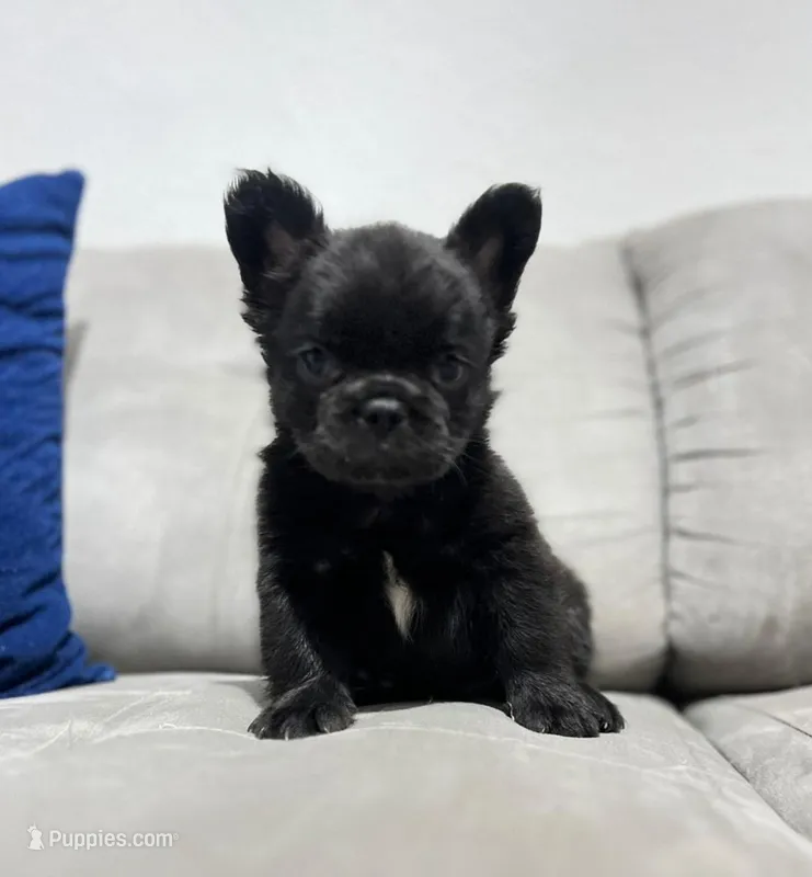 Fluffy – French Bulldog puppy for sale in San Antonio, TX