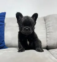 Fluffy, a male French Bulldog for sale in San Antonio, TX – 1 of 4