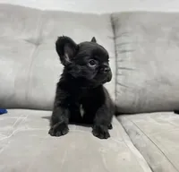 Fluffy, a male French Bulldog for sale in San Antonio, TX – 3 of 4