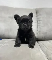 Fluffy, a male French Bulldog for sale in San Antonio, TX – 4 of 4