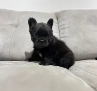 Fluffy, a male French Bulldog for sale in San Antonio, TX – 2 of 4