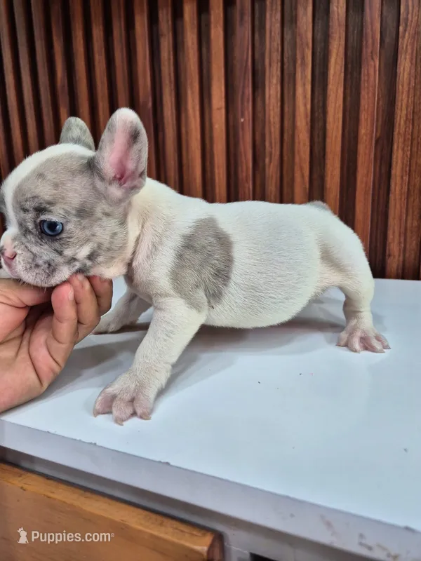 Fido – French Bulldog puppy for sale in San Antonio, TX