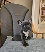 Blue boy, a male French Bulldog for sale in San Antonio, TX – 4 of 5