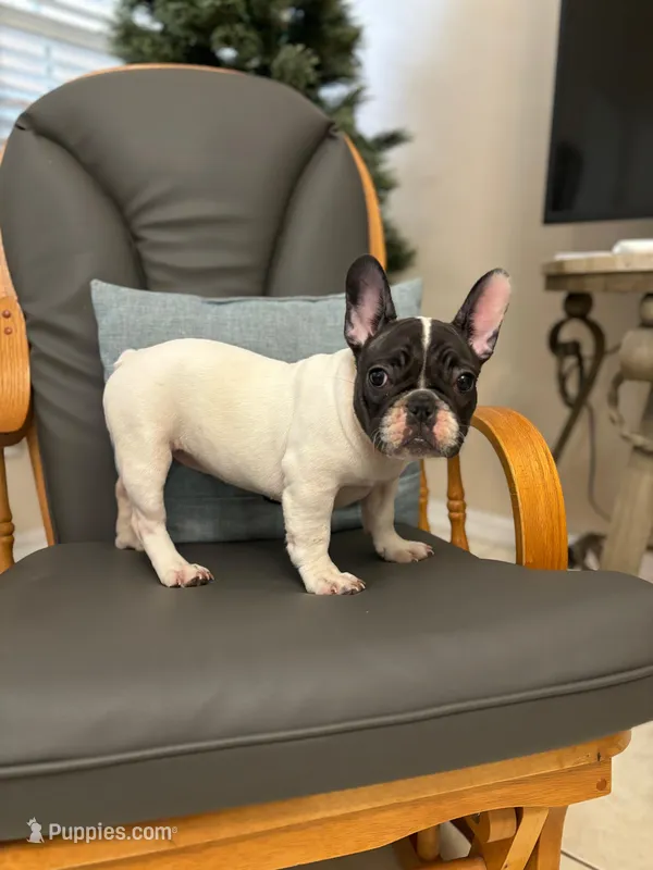 Rescue F – French Bulldog puppy for sale in San Antonio, TX