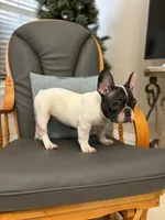 Rescue F, a female French Bulldog for sale in San Antonio, TX – Photo 2 of 2