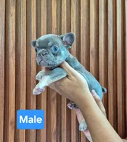 Blue, a male French Bulldog for sale in San Antonio, TX – 2 of 4