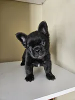 Fluffy, a male French Bulldog for sale in San Antonio, TX – 8 of 8