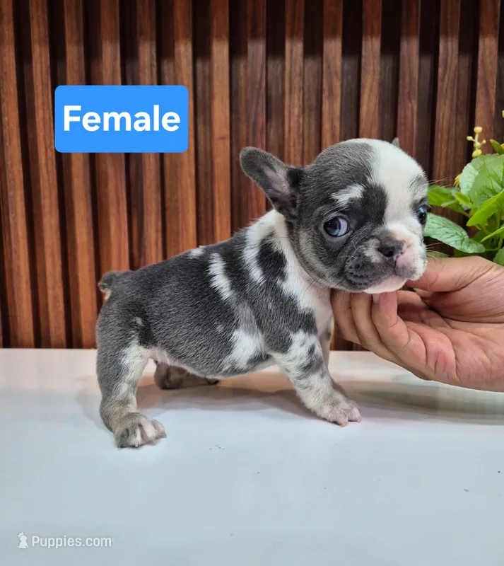 Bibi – French Bulldog puppy for sale in San Antonio, TX