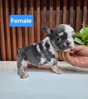 Bibi, a female French Bulldog for sale in San Antonio, TX – 1 of 3