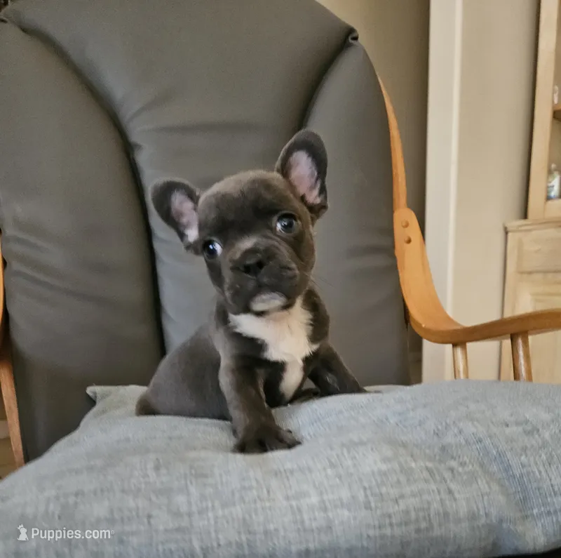 Blue boy – French Bulldog puppy for sale in San Antonio, TX