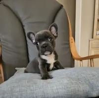 Blue boy, a male French Bulldog for sale in San Antonio, TX – 1 of 5