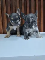 Merly, a female French Bulldog for sale in San Antonio, TX – Photo 6 of 6