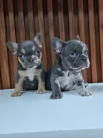 Merly, a female French Bulldog for sale in San Antonio, TX – Photo 3 of 6