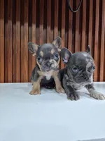 Merly, a female French Bulldog for sale in San Antonio, TX – Photo 4 of 6