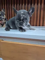 Merly, a female French Bulldog for sale in San Antonio, TX – Photo 1 of 6