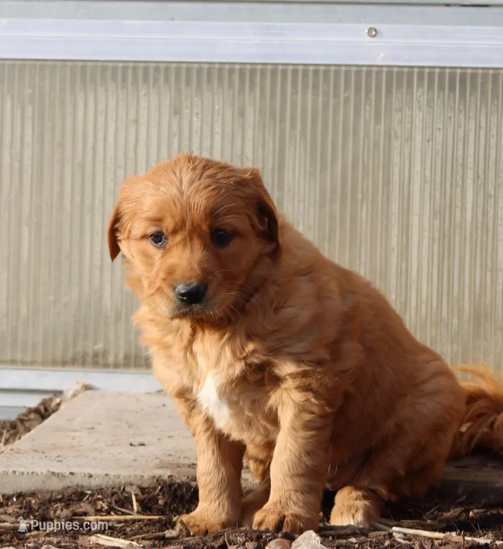 Number 2 – Golden Retriever, Irish Setter puppy for sale in Colby, WI