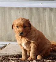 Number 2, a male Golden Retriever and Irish Setter for sale in Colby, WI – Photo 1 of 2