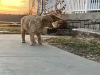 Number 2, a male Golden Retriever and Irish Setter for sale in Colby, WI – Photo 2 of 2