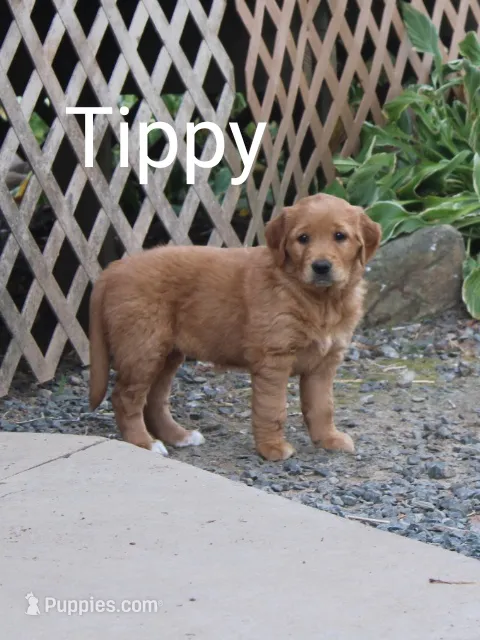 Tippy – Golden Retriever, Irish Setter puppy for sale in Colby, WI