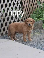 Tippy, a male Golden Retriever and Irish Setter for sale in Colby, WI – 1 of 1