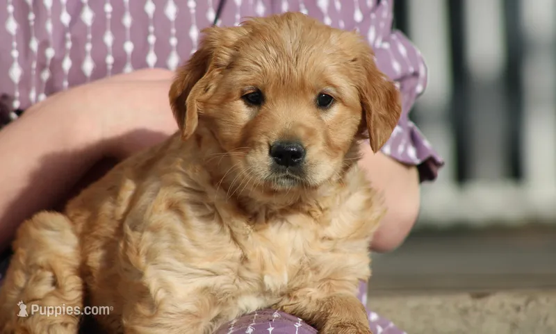 Number 3 – Golden Retriever, Irish Setter puppy for sale in Colby, WI