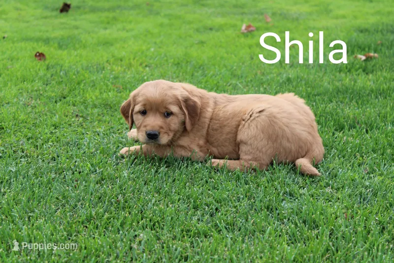 Shila – Golden Retriever, Irish Setter puppy for sale in Colby, WI