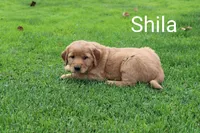 Shila, a female Golden Retriever and Irish Setter for sale in Colby, WI – 1 of 1
