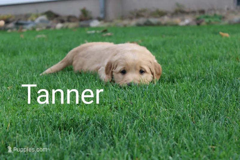 Tanner – Golden Retriever, Irish Setter puppy for sale in Colby, WI