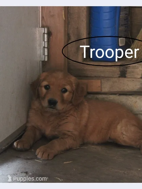 Trooper – Golden Retriever, Irish Setter puppy for sale in Colby, WI