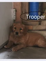 Trooper, a male Golden Retriever and Irish Setter for sale in Colby, WI – 1 of 1
