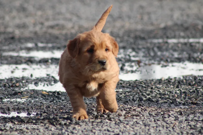 Number 1 – Golden Retriever, Irish Setter puppy for sale in Colby, WI
