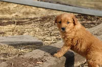 Number 1, a male Golden Retriever and Irish Setter for sale in Colby, WI – Photo 2 of 2