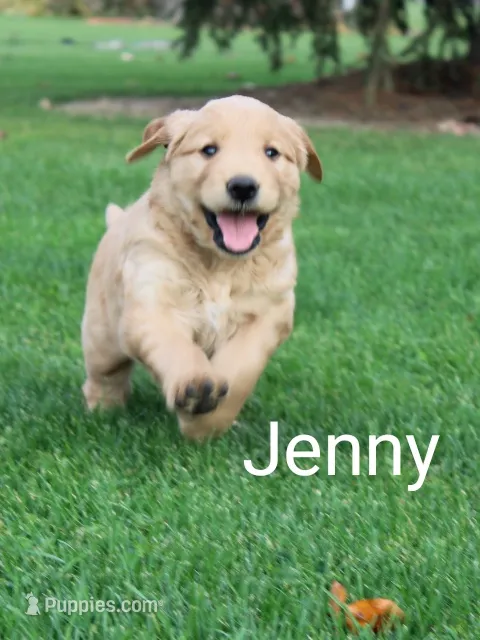 Jenny – Golden Retriever, Irish Setter puppy for sale in Colby, WI